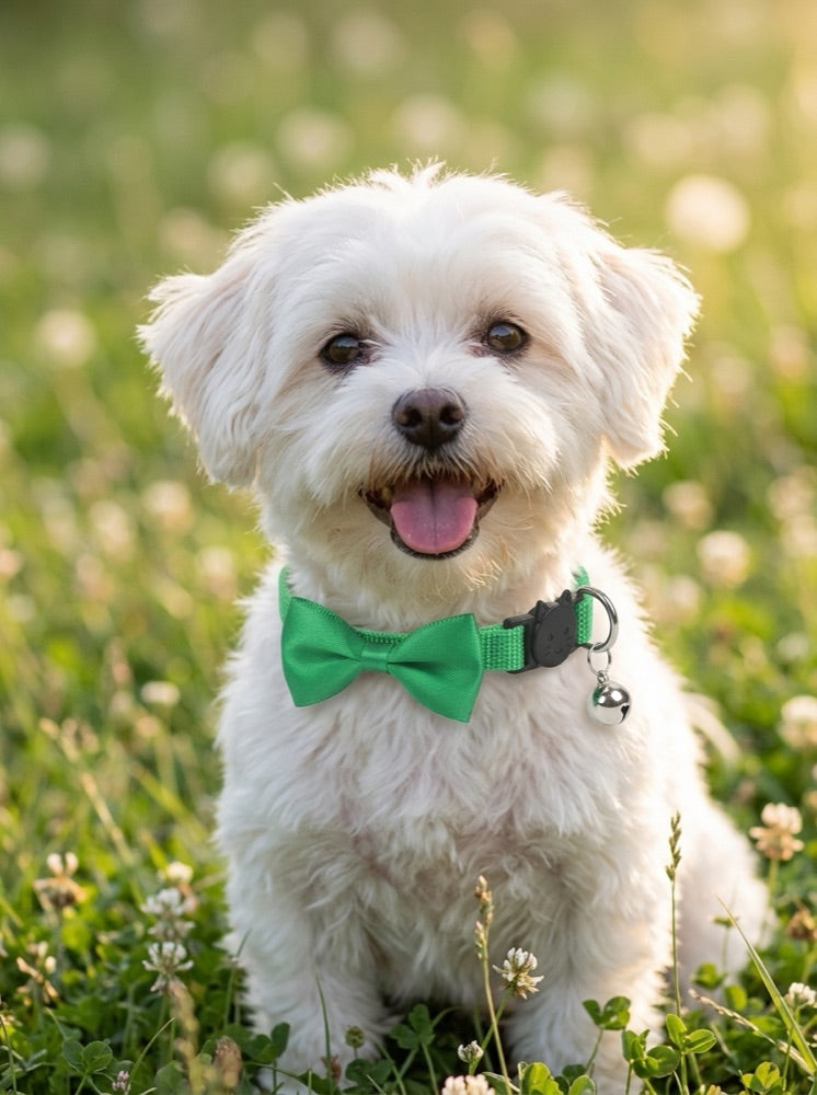 Small dog wearing a PawNoodle bow and bell collar